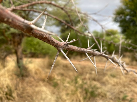 a branch with long thorns and blurred background