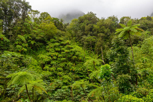 Beautiful jungle path through the jungle of the El Yunque national forest in Puerto Rico