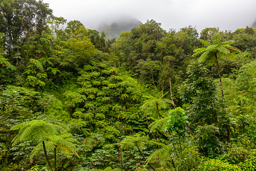 Tropical tree ferns in the Martinique rainforest in the fog
