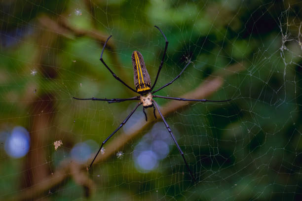 istock Close up of a giant Golden Orb Web spider (Nephila pilipes) 1363597619