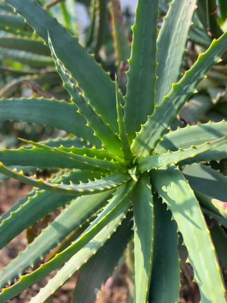 istock Aloe Vera plant 1363598884