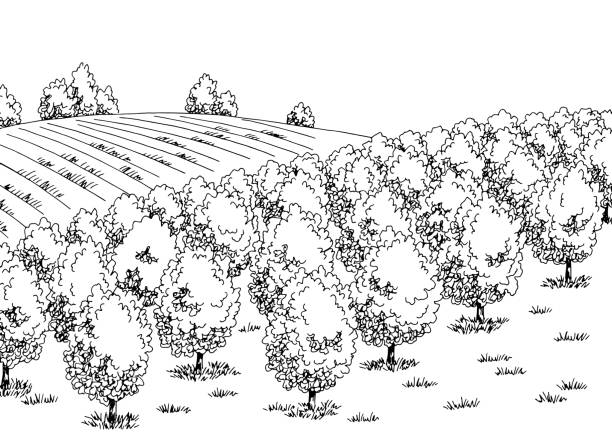 ilustrações de stock, clip art, desenhos animados e ícones de fruit garden graphic black white landscape sketch illustration vector - grove