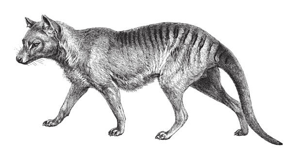 Tasmanian wolf (Thylacinus cynocephalus) - vintage engraved illustration illustration from Meyers Konversations-Lexikon 1897 tasmanian animals stock illustrations