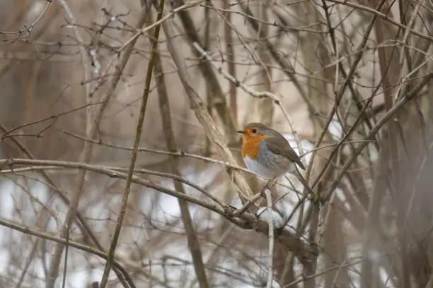 Portrait of a European Robin bird on a branch with snow during winter in Vosges, France