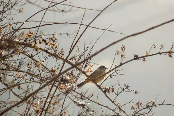 House sparrow on a branch lit by sunbeam with snow during winter in Vosges, France