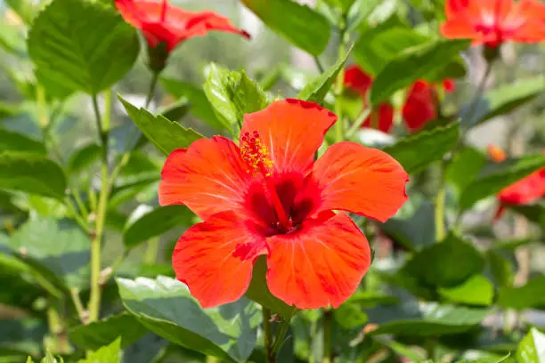 The bright red hibiscus flower with green burgeons and leaves is in the summer garden