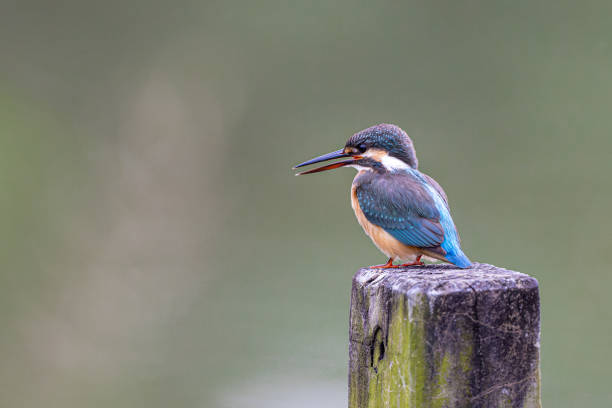 istock Common Kingfisher (Alcedo atthis) perching on wood at wetland 1363602042