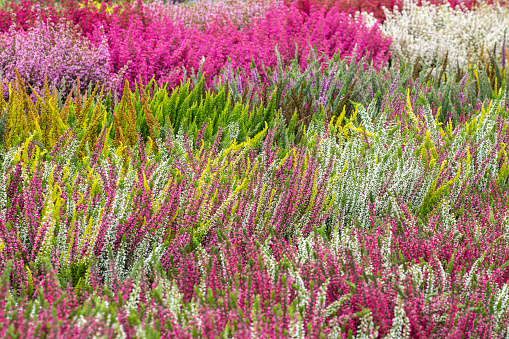 Vivid colors of blooming Calluna vulgaris (heather, ling) flowers.