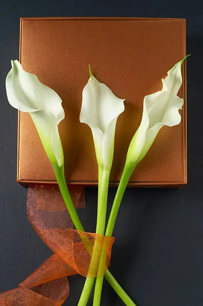 Three elegant calla-lilies laying on a gift box and a ribbon, on a black background