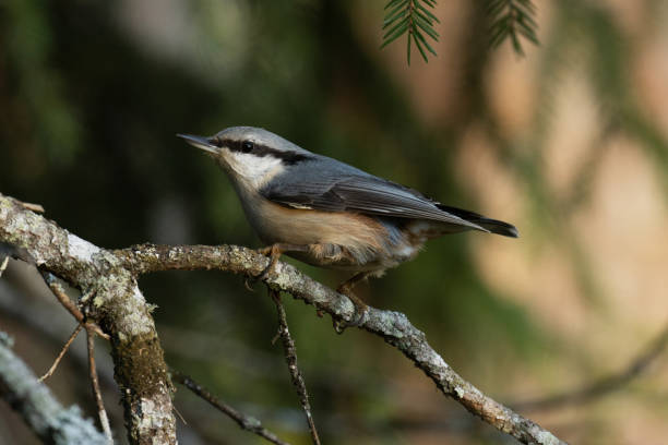 istock Courageous Eurasian nuthatch, Sitta europaea perched on a small Spruce branch 1363603731