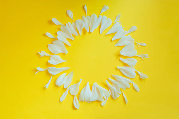 istock White flower petals on yellow background. Creative design for greeting card. Spring and sun concept. 1363603901