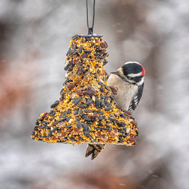 istock Downy woodpecker on a seed bell 1363605050