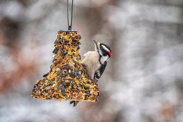 istock Downy woodpecker on a seed bell 1363605144