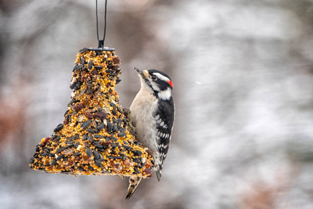 istock Downy woodpecker on a seed bell 1363605263