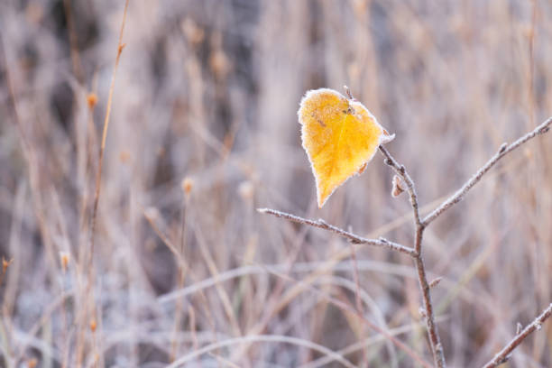 A small, yellow Birch leaf covered with hoarfrost during a cold autumn morning in Estonian bog.