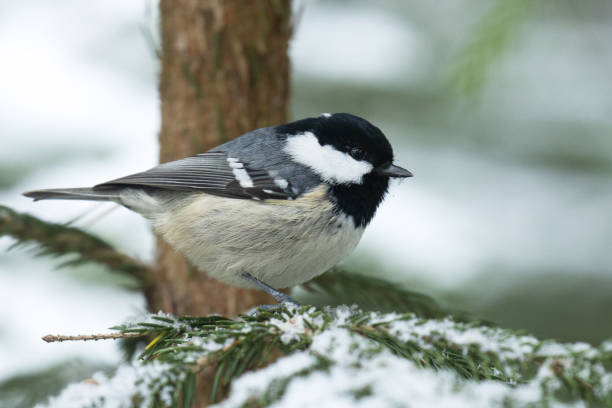 istock Small Coal tit, Periparus ater perched on a snowy Spruce branch 1363607265