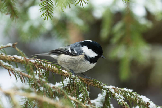istock Small Coal tit, Periparus ater perched on a snowy Spruce branch 1363607266