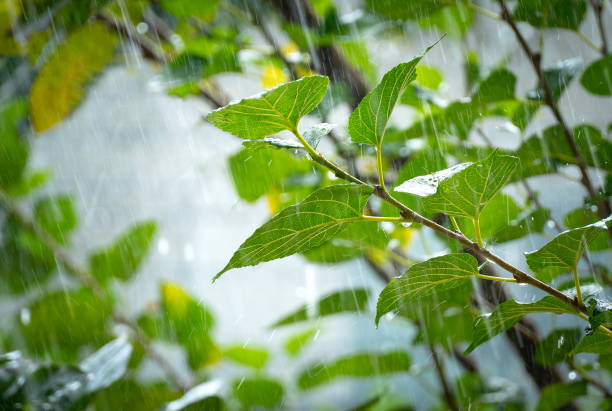 istock Summer raindrops fall in lines on leaves 1363608063
