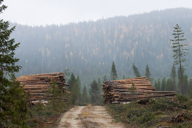 Large Conifer timber piles in front of a forest-covered fell in Northern Finland.