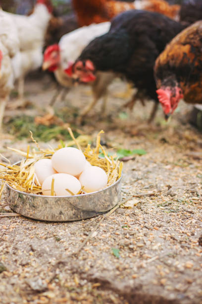 istock Fresh chicken eggs in the hay on a farm. Selective focus 1363608365