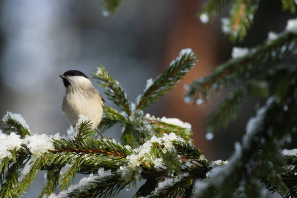 istock Curious Marsh tit, Poecile palustris on snowy Spruce branches during a sunny day 1363608493