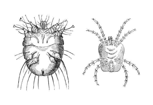 Itch mite (Sarcoptes scabiei) left and Velvet mite (Trombidium holosericeum) right -vintage engraved illustration illustration from Meyers Konversations-Lexikon 1897 sarcoptes scabiei stock illustrations