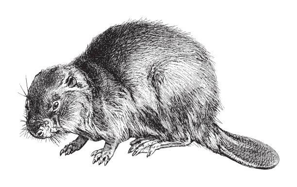 Eurasian Beaver (Castor Fiber) - vintage engraved illustration illustration from Meyers Konversations-Lexikon 1897 zoology stock illustrations