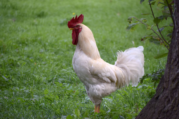 istock White rooster on green lawn 1363608581