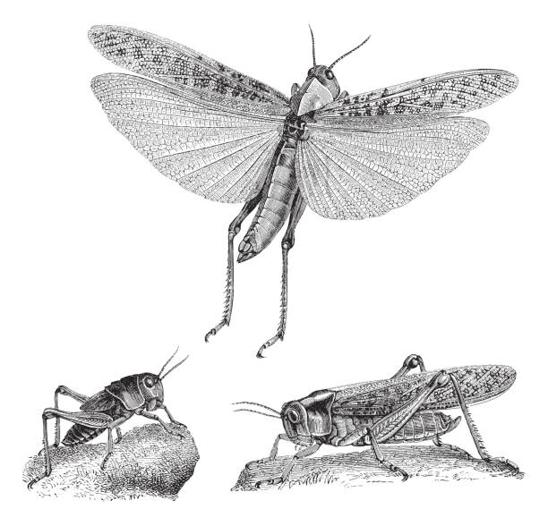 ilustrações, clipart, desenhos animados e ícones de gafanhoto (oedipoda migratoria) - ilustração gravada vintage - locust