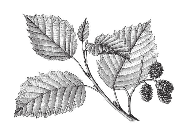 그레이 알더 (알누스 잉카나) - 빈티지 새겨진 일러스트레이션 - autumn tree leaf formal garden stock illustrations