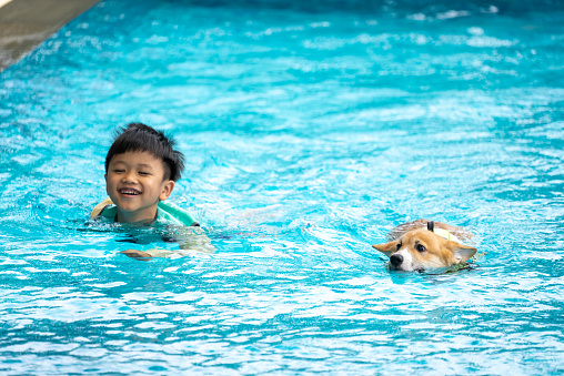 Asian boy and Corgi dog puppy play at the swimming pool