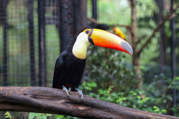 istock The toco toucan bird on the wood tree in forest 1363609989