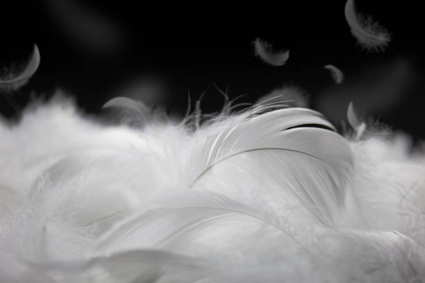 istock Soft of White Feathers on Black Background. Feathers Falling. 1363610933