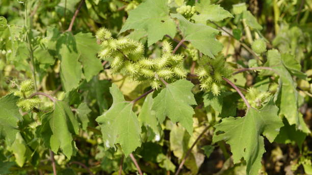 крупный план семян xanthium strumarium, также известный как ditchbur, noogoora bur, common, rough, burweed, european, noogoora burr, noogoora bur, sheeps bur - cocklebur стоковые фото и изображения