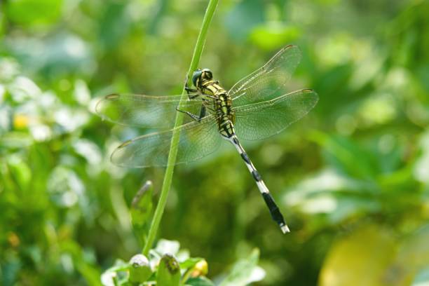istock Dragonfly in closeup in the nature 1363612021