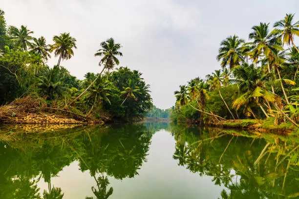 Lush greenery with Palm trees or Coconut trees and Backwater A Shot from Kanyakumari District, Tamil Nadu, India.