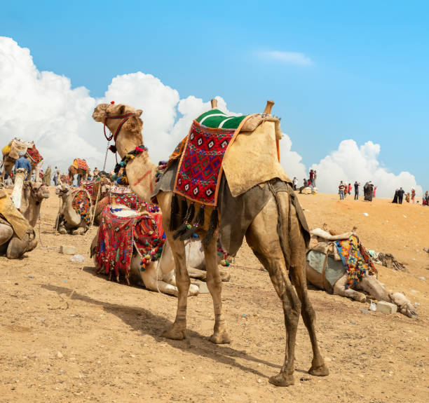 istock Camels in the Giza Desert 1363614113