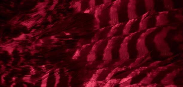 istock red hawk feathers with visible detail. background or texture 1363615008