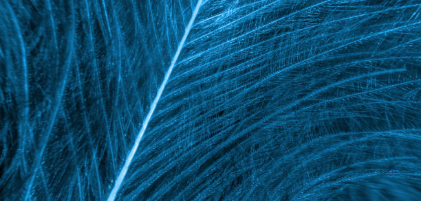 istock black and blue feathers with visible details. background or textura 1363615010
