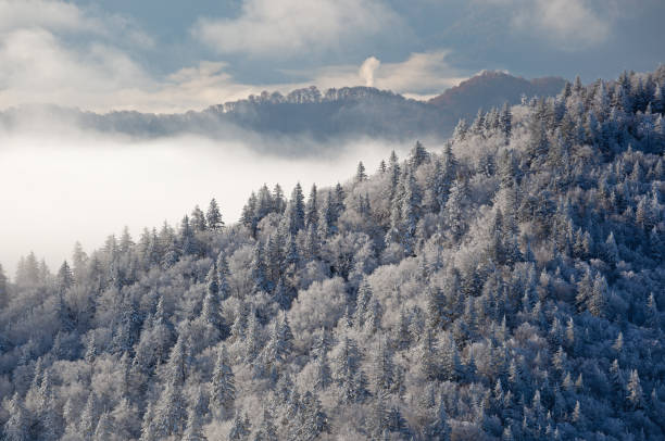 istock Frosted Forest Great Smoky Mountains 1363616052