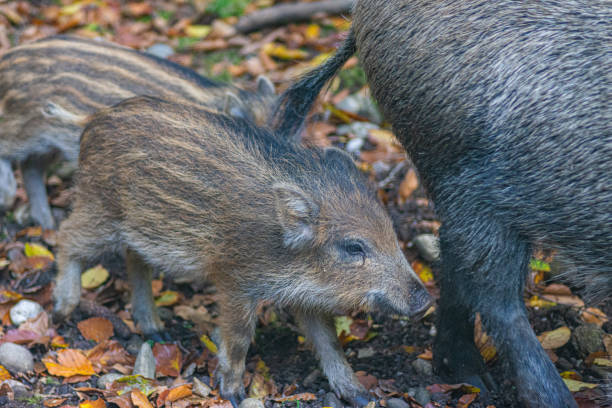 Adult Wild Boar with Cubs in the Woods.