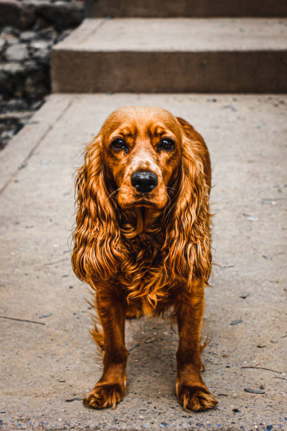 istock Dog in the street 1363619528
