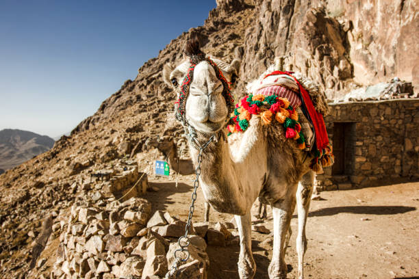 Camel on Mount Sinai, Egypt Camel on Mount Sinai with colorful saddle. camel colored stock pictures, royalty-free photos & images
