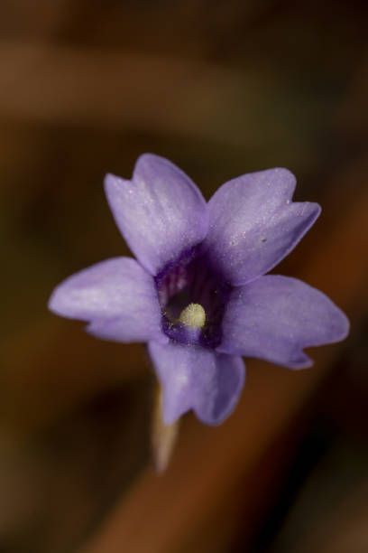istock Close-up of open Butterwort flower facing camera 1363619652