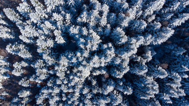 istock Drone flight over French snow forest 1363619746
