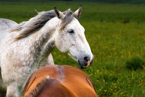 istock Appaloosa horse 1363619765