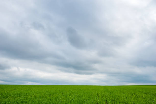 istock Green fields and overcast sky. Beautiful spring landscape. 1363619839