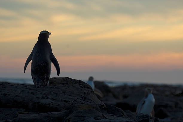 istock Yellow-Eyed Penguin Standing Guard 136362080