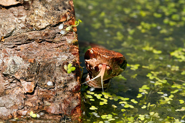 Young Water Moccasin Snake in Swamp