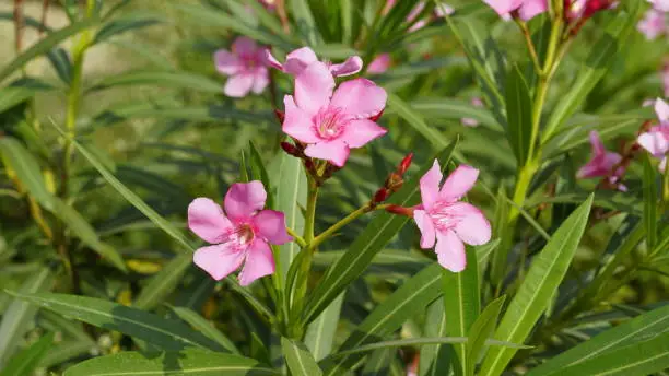 Photo of Bunch of rose or pink flowers of Nerium oleander also known as Oleander,laurel,Rose bay,Kenyeri,Common oleander,Adelfa